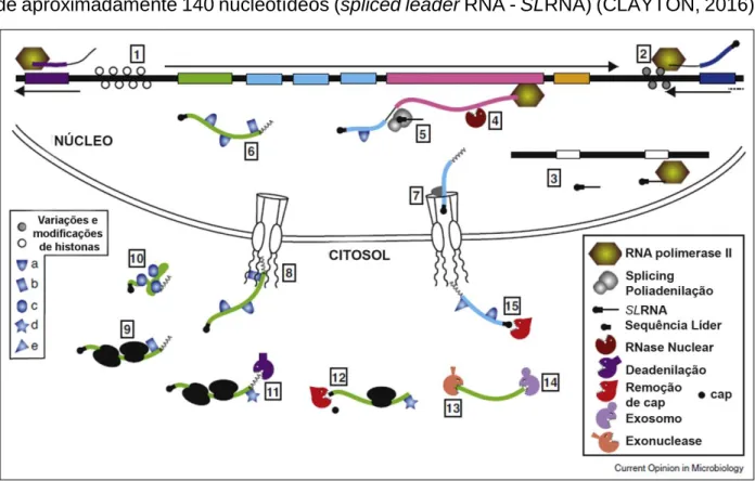 Figura 4. Esquema de regulação gênica em tripanossomatídeos. Adaptado de (CLAYTON, 2016)