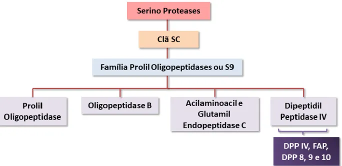 Figura 6. Representação esquemática da organização das serino proteases até a subdivisão onde  a DPP8 se encontra