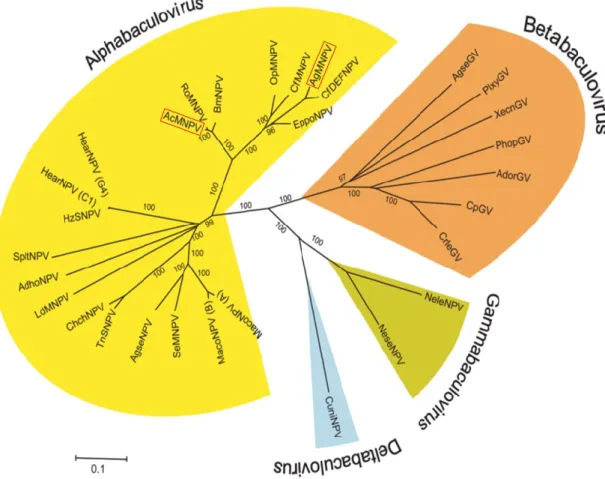 Figura  1:  Relação  filogenética  dos  quatro  gêneros  atuais  em  que  se  divide  a  família  Baculoviridae