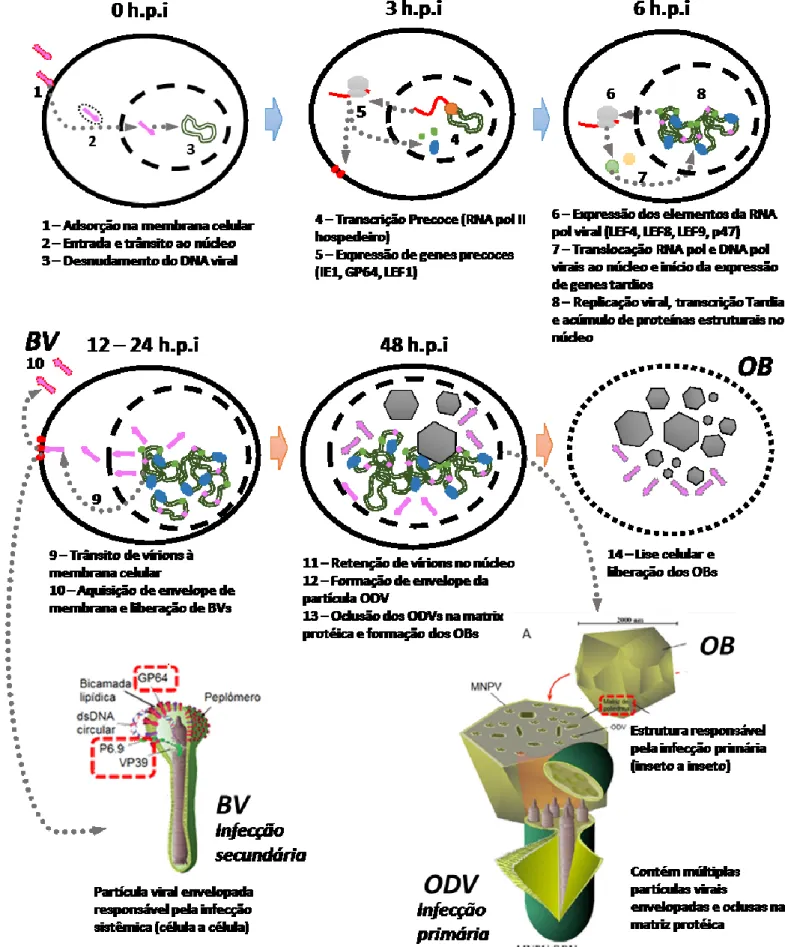 Figura 2: O progresso da infecção celular com baculovírus em linhagens celulares permissivas e os dois fenótipos  gerados a partir da infecção