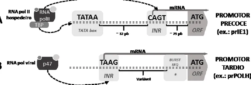 Figura 3: Estrutura do núcleo transcricional dos promotores gênicos baculovirais. Os promotores são classificados  como precoces ou tardios de acordo com os elementos cis como os sítios de início da transcrição (INR) e elementos  auxiliadores (TATA box) pr
