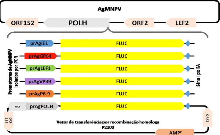 Figura  4:  Diagrama  delineando  o  procedimento  de  construção  dos  baculovírus  AgMNPV  recombinantes  por  recombinação homóloga
