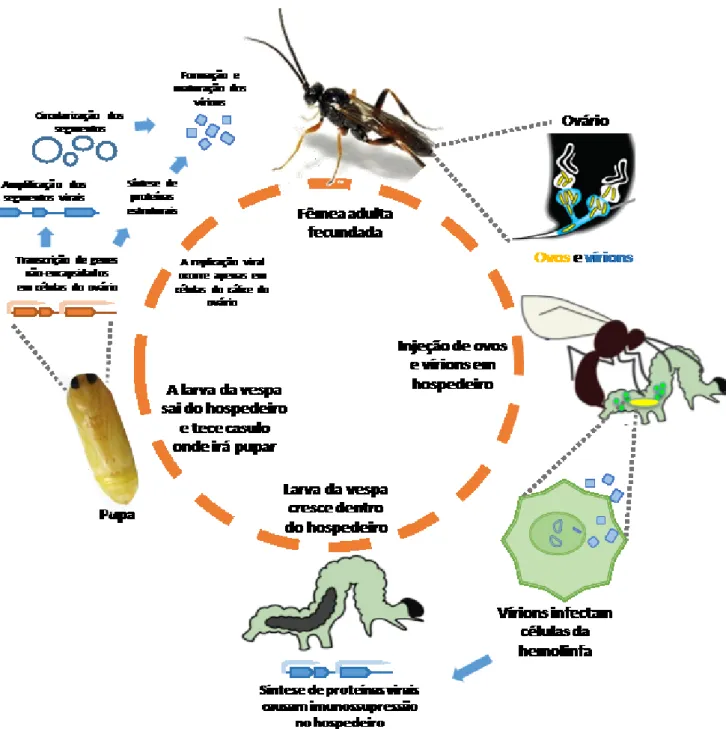 Figura 5: O ciclo de vida das vespas parasitas Braconidae ou Ichneumoidae e o parasitismo sobre larvas da ordem  Lepidoptera