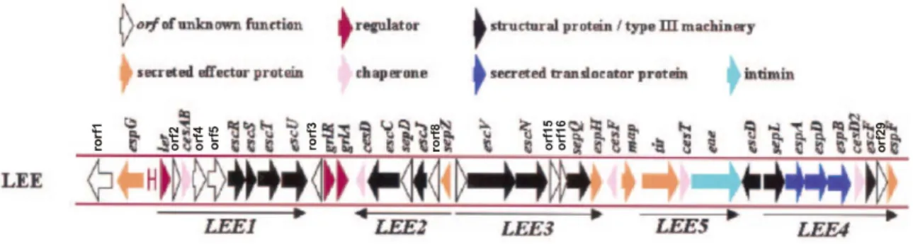 Figura 2. Organização estrutural dos genes da ilha LEE de EPEC/EHEC. As 41 ORFs  preditas  desta  ilha  encontram-se  esquematizadas