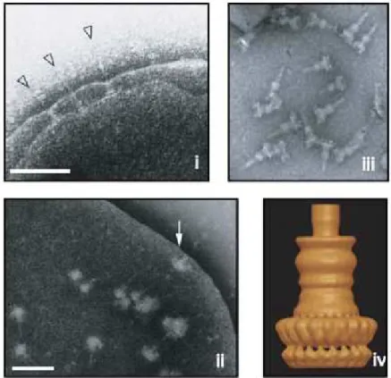 Figura 4. Representação do complexo agulha de Salmonella typhimurium e Shigella  spp. (i) Microscopia eletrônica de transmissão exibindo o complexo agulha de Salmonella  (setas)
