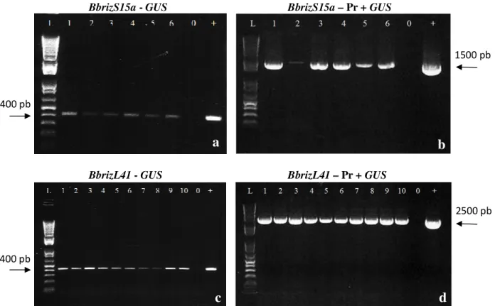 Figura  17:  Eletroforese  em  gel  de  agarose  1%  apresentando  as  sequências  amplificadas  por  PCR  das  plantas  de  A