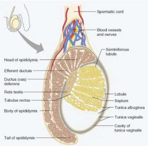 Figure  I-1.  Schematic  representation  of  the  mammalian  testis  and  its  relationship  with  the  epididymis.The testis is encased by two tissue layers, from the inside to the outside, tunica albuginea  and  tunica  vaginalis