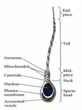 Figure  I-3.  Schematic  representation  of  the  structure  of  mammalian  spermatozoa  (adapted  from  (Gilbert 2000)).