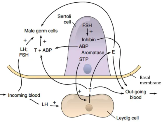 Figure I-6. The endocrinology of the testes. Leydig cells secrete testosterone (T) in response to the  circulating luteinizing hormone (LH)