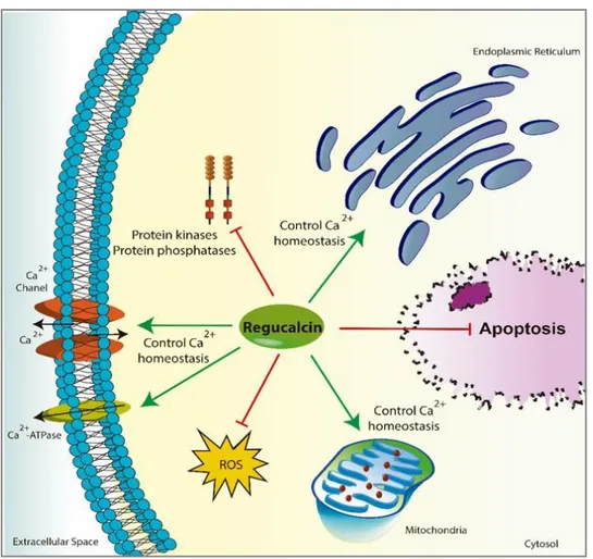 Figure  I-8.  The  role  of  regucalcin  (RGN)  in  cell  biology.  RGN  regulates  the  activity  of  several  Ca 2+ - -dependent  enzymes  and  the  concentration  of  intracellular  Ca 2+   by  modulating  the  activity  of  Ca 2+  -channels,  and  Ca 2
