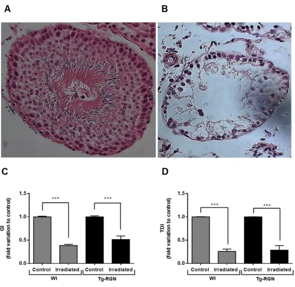 Figure  IV-1.  Representative  photomicrographs  of  a  differentiating  (A)  and  non-differentiating  (B)  seminiferous  tubule  stained  with  H&amp;E  (400x  magnification;  Zeiss),  and  the  effect  of  radiation  treatment in GI (C) and TDI (D) both