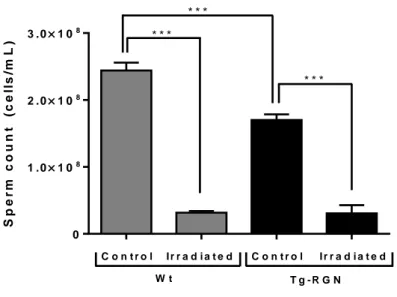 Figure  IV-2. Effect  of  radiation  treatment  on  sperm  counts  in  Wt  and  Tg-RGN  animals