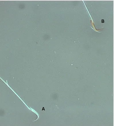 Figure  IV-3.  Representative  photomicrographs  of  viable  (A)  and  non-viable  (B)  rat  sperm  stained  with Eosin-Nigrosin technique (1000x magnification; Zeiss)