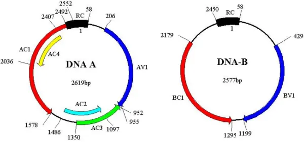 Figura 4. Organização genômica dos clones 5082-1 (DNA-A) e 5082-7 (DNA-B). A orientação  das  ORF´s  é  indicada  pelas  setas  que  podem  ser  sentido  viral  (V)  ou  complementar  (C)
