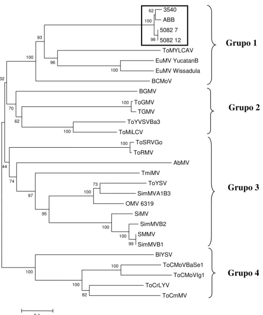 Figura  6.  Árvore  filognética  obtida  a  partir  do  alinhamento  das  sequências  completas  de  nucleotídeos do DNA-A dos begomovírus com sequência completa disponíveis online