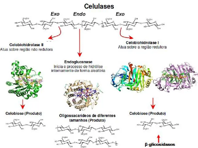 Figura 1. Mecanismo de ação das celulases na fibra de celulose (Santana, 2010). 