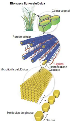 Figura 2. Estrutura da biomassa lignocelulósica(Santos et al., 2012). 