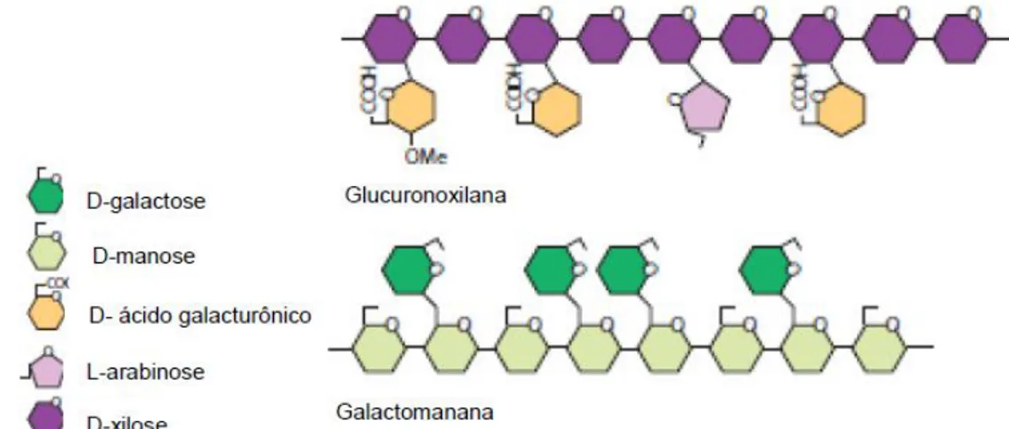 Figura 4. Estrutura das hemiceluloses glucoronoxilana e galactomanana (Sheller et  al., 2010) 