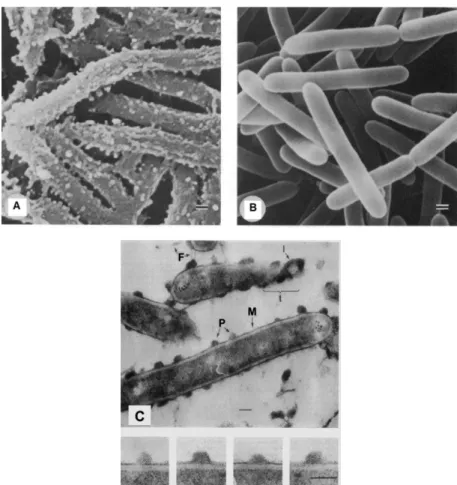 Figura  7.  Células  de  Clostridium  thermocellum  YS  cultivadas  em  celobiose:  A)  Células  C