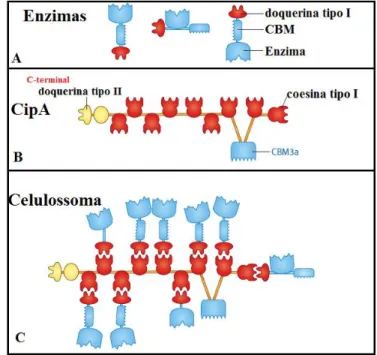 Figura  8.  Mecanismo  de  montagem  do  celulossoma.  A)  Celulases  e  hemicelulases  produzidas  por  microorganismos anaeróbicos contêm domínios não catalíticos doquerinas tipo I e módulo de ligação  a carboidratos CBMs ligados aos domínios catalíticos