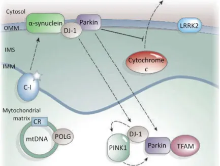 Figure  3.  Schematic  representation  of  several  proteins  susceptible  to  mutations  that  have  been  associated  with  PD