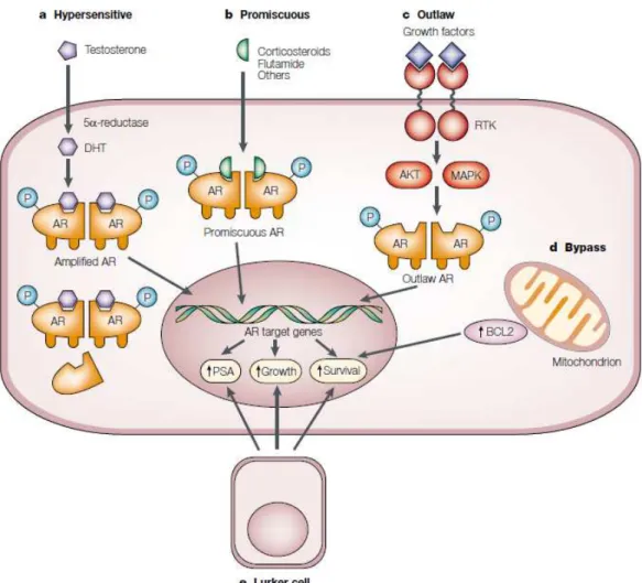 Figure  I.2.  Putative  pathways  in  development  of  hormone  refractory  prostate  cancer