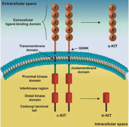 Figure  I.3.  Schematic  representation  of  c-KIT  structure.  The  five  immunoglobin-like  domains  of  the  extracellular  domain  are  involved  in  ligand-binding  and  receptor  dimerization
