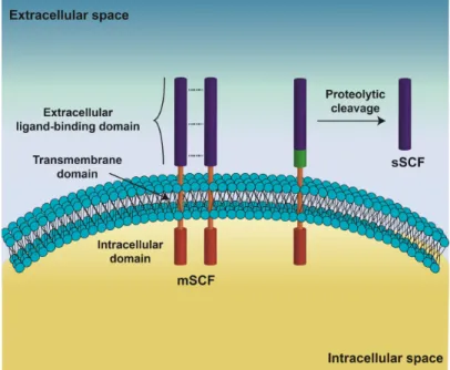 Figure  I.4.  Schematic  representation  of  stem  cell  factor  (SCF)  structure.  The  SCF  display  an  extracellular domain, responsible for recognizing and binding to c-KIT, a transmembrane domain and an  intracellular  domain