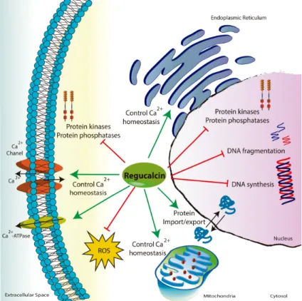 Figure  I.6.  The  role  of  regucalcin  (RGN)  in  cell  biology.  RGN  regulates  the  activity  of  several  Ca 2+ - -dependent  enzymes  and  the  concentration  of  intracellular  Ca 2+   by  modulating  the  activity  of  Ca 2+  -channels,  and  Ca 2