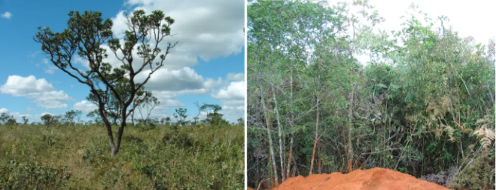 Figura 7. Espécie de cerrado sentido restrito da família Vochisiaceae (à esquerda) e Cerrado Sentido  Restrito Denso associado aos Latossolos (à direita).