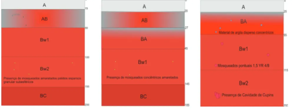 Figura 8. Ilustração esquemática dos perfil 1, 2, 3 da esquerda para direita com as suas respectivas  profundidades em centímetros.