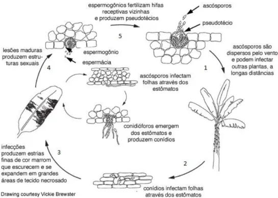 Figura  5.  Ciclo  da  Sigatoka  negra.  Infecção  em  bananeira  por M.  fijiensis.  1-  esporos  são  dispersos  pela água ou vento e atingem as folhas