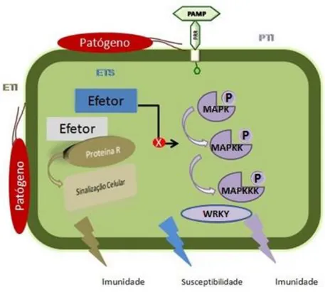 Figura  6.  Esquema  simplificado  do  Sistema  Imune  da  Planta.  PTI-  Imunidade  Disparada  por  PAMPs;  ETI-Imunidade  Disparada  por  Efetores