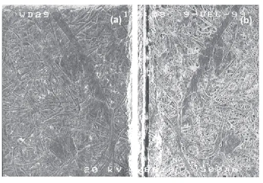Fig. 2. Scanning electron micrography of (a) the bottom surface replica of a common paper sheet and (b) the corresponding paper surface