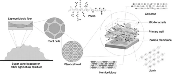 Figura 7: Organização geral da parede celular vegetal (SIQUEIRA; FILHO, 2010). 