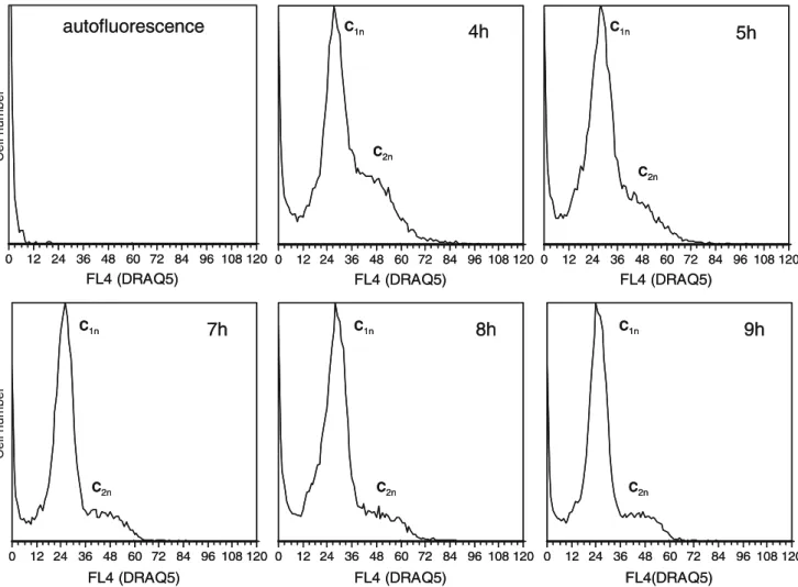 Fig. 5 DNA content distributions of E. coli DH5 alpha. Cells were grown in a semi-defined media and sampled for flow cytometry after incubation with rifampicin and cephalexin for 2 h
