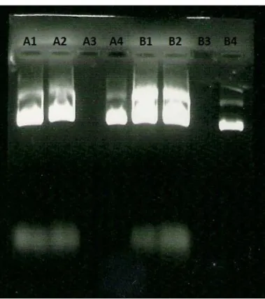 Figure  8  shows  the  analytical  gel  of  the  different  steps  fractions  from  two  performances  of  QIAGEN  kit  pDNA  purification  (A  and  B)