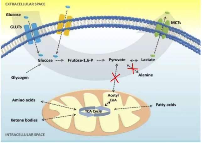 Figure 8. Warburg effect in prostate cancer cells (122). 