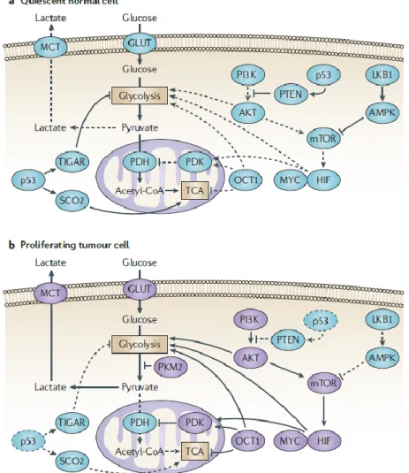 Figure  9.  Signalling  pathways  driving  metabolic  alterations  into  glycolytic  phenotype