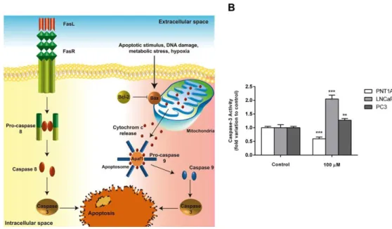 Figure 12. Apoptosis pathways (A) and activity of caspase-3 (B) in non-neoplastic PNT1A cells and  neoplastic LNCaP and PC3 human prostate cells after  treatment with 100 µM of MXC for 48 hours,  determined by a spectrophotometric assay kit