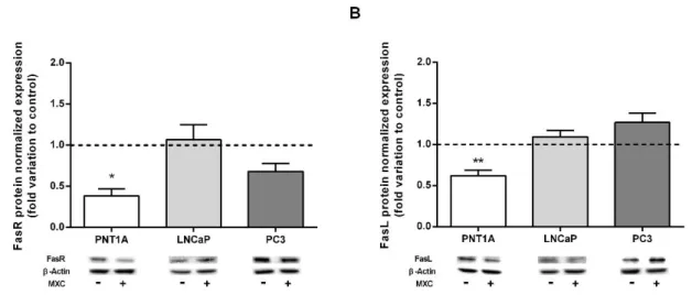 Figure 14. Expression of proteins involved in the extrinsic pathway of apoptosis, FasR (A) and FasL  (B),  in  non-neoplastic  PNT1A  cells  and  neoplastic  LNCaP  and  PC3  human  prostate  cells  after  stimulation with 100 µM of MXC for 48 hours, obtai