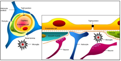 Figure 1 – Representative image of the cytoarchitecture of the NVU. Image from  (16) .