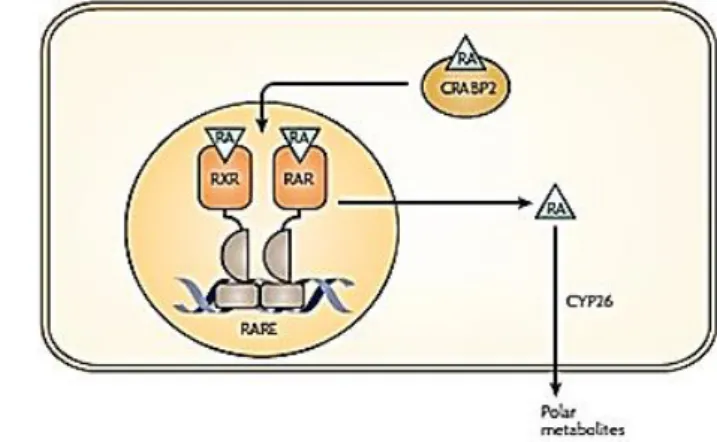 Figure 3 - Pathways describing RA signaling and catabolism. Scheme adapted from Maden M., 2007  (33).