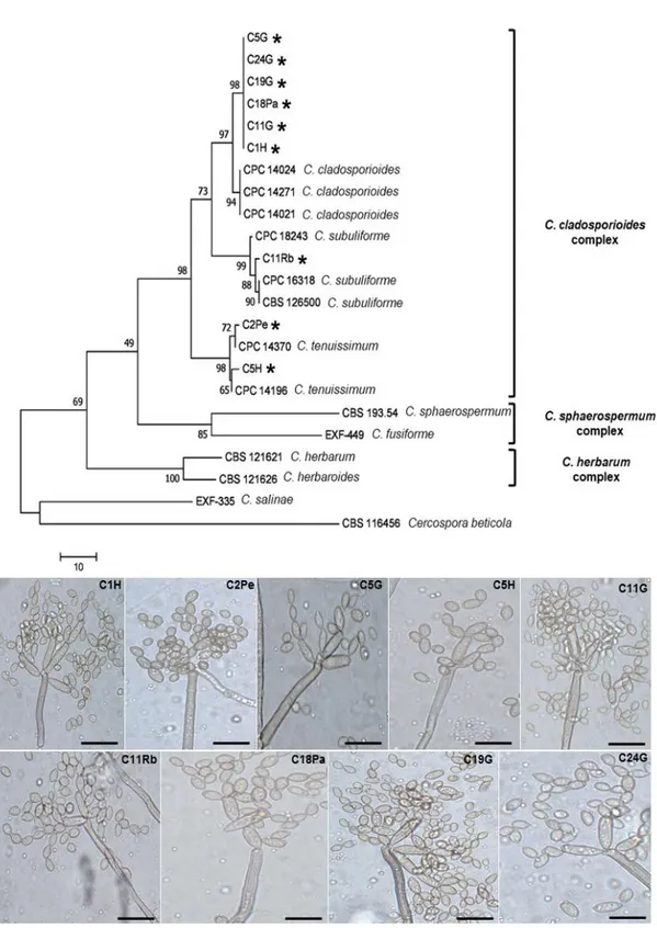 Fig.  1  The  first  of  9  most  parsimonious  trees  were  obtained  using  the  Tree-Bisection-Regrafting  (TBR)  algorithm  involved  23  nucleotide  sequences