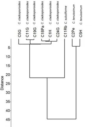 Fig.  3  Clustering  of  Cladosporium  spp.  isolates  (C1H,  C2Pe,  C5G,  C5H,  C11G,  C11Rb,  C18Pa,  C19G e C24G) according quantitative morphological  data  by  the  UPGMA  (Unweighted  Pair  Group  Method using Arithmetic Averages) method based on  Eu