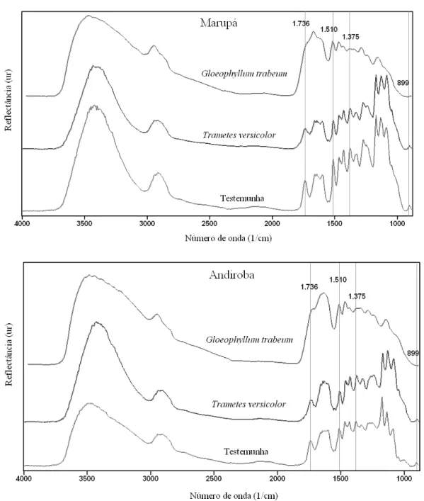 FIGURE 3:  Behavior of four chemical groups in marupá and andiroba woods after Trametes versicolor and  Gloeophyllum trabeum attack in relation to the natural condition (control).