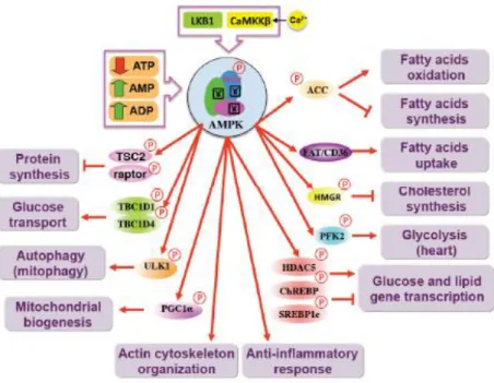 Figure  1.  Target  proteins  and  pathways  regulated  by  AMPK.  Main  catabolic  and  anabolic  pathways  activated  and  inhibited, respectively, by AMPK activation are depicted