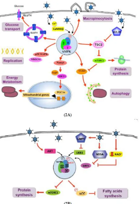 Figure 2. Viral infection mediates a differential regulation of AMPK signaling pathway