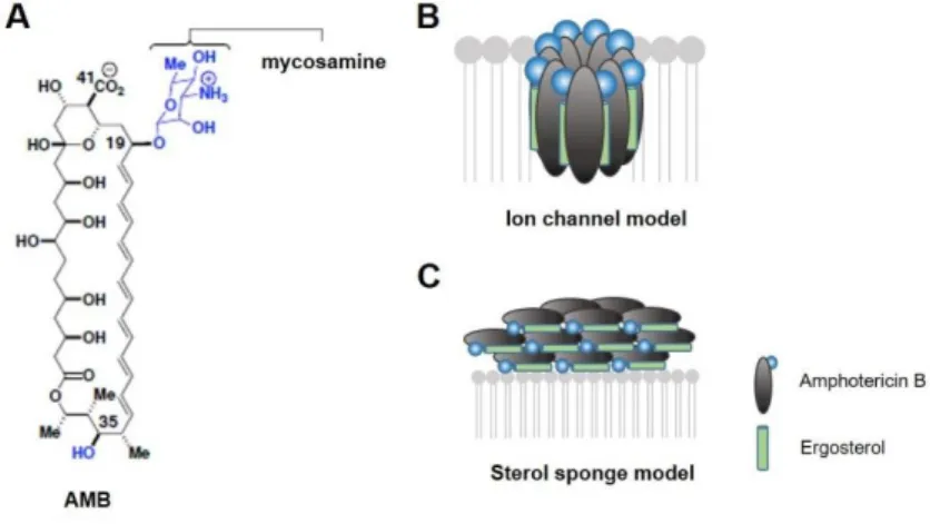 Figure 2 - Models for the structure and function of amphotericin B. (A) Molecular structure of AMB