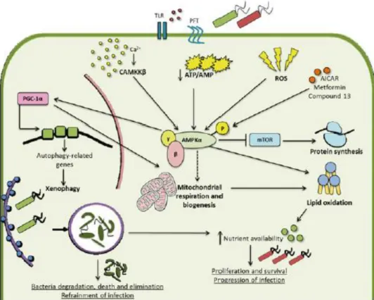 Figure 12.2. AMPK signaling pathways during host response to bacterial infection. The release of bacterial products  such  as  TLR  agonists  and  PFT  or  the  infectious  process  itself  may  lead  to  AMPK  activation